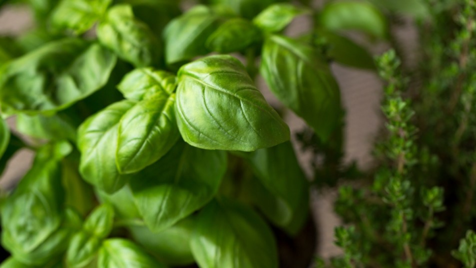 fenchol-basil-alzheimers-disease